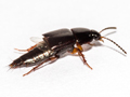 Tachinus rufipes